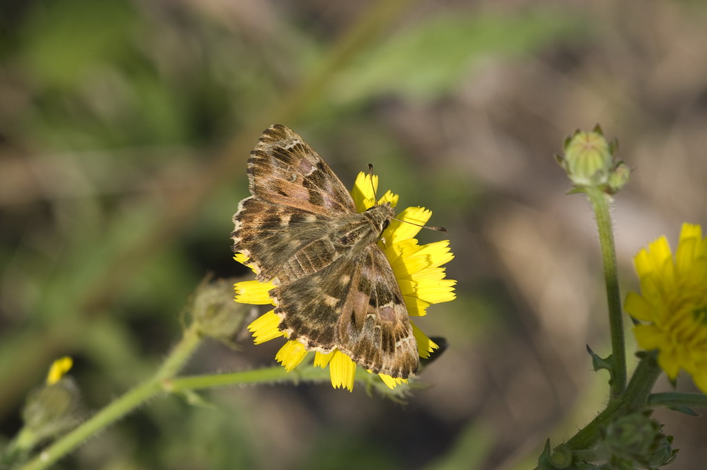 identificazione - Carcharodus alceae