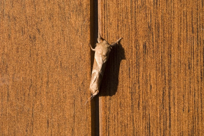 ID
