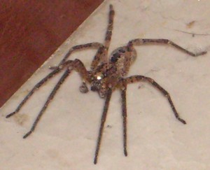 Zoropsis sp.