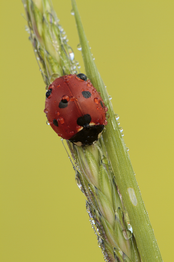 Coccinellidae