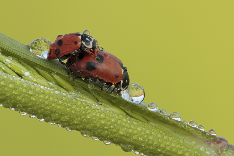 Coccinelle in accoppiamento: Hippodamia (Adonia) variegata