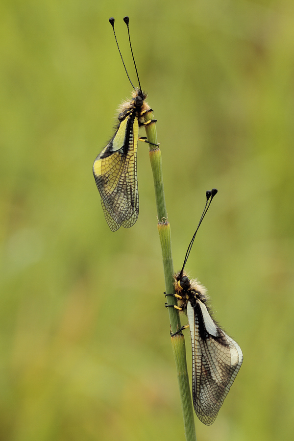 Libelloides coccajus