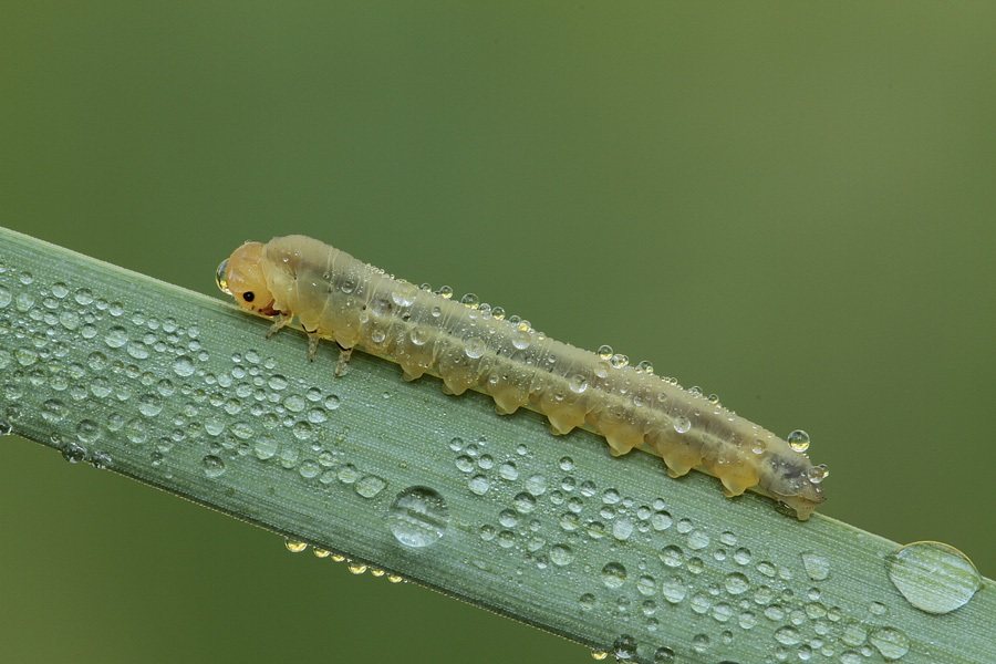 Larva di Tenthredinidae?