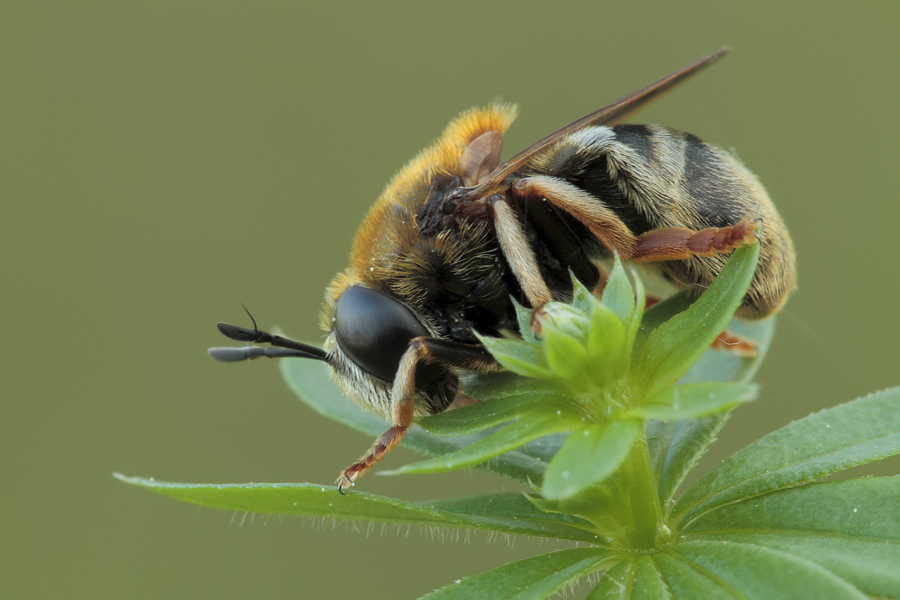 Da identificare (Syrphidae?)
