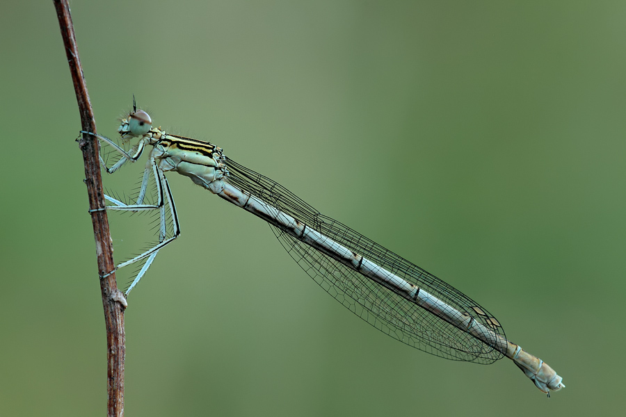 Da identificare: femmina Platycnemis pennipes