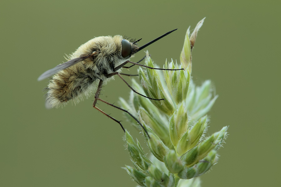 Systoechus sp. (Bombyliidae).