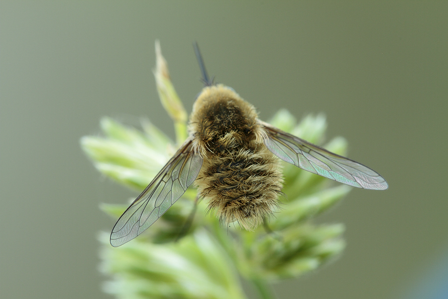 Systoechus sp. (Bombyliidae).