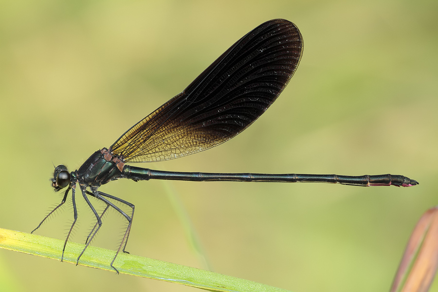 ID Calopteryx!!!