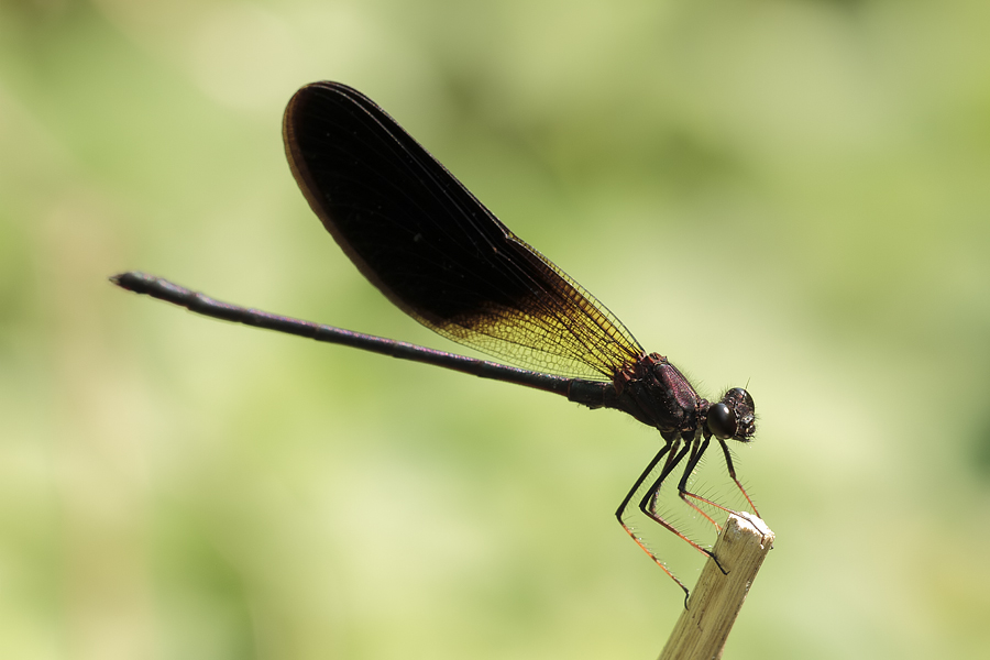 ID Calopteryx!!!