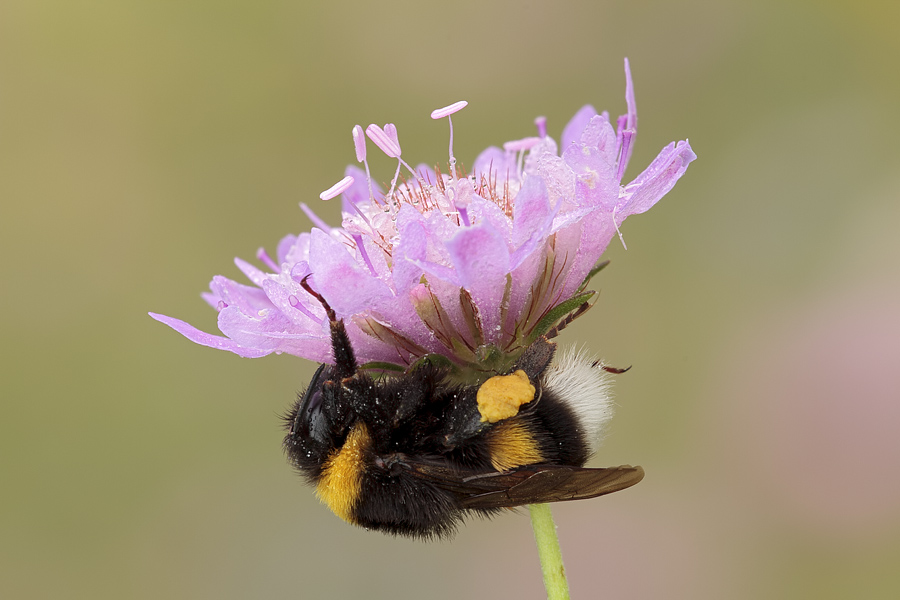 Bombus hortorum???