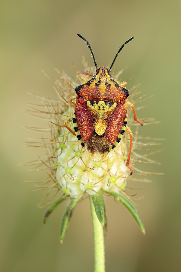 Pentatomidae: Carpocoris pudicus di Toscana (PO)