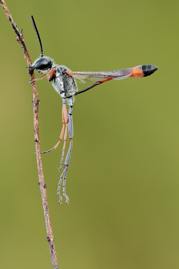 Ammophila procera?