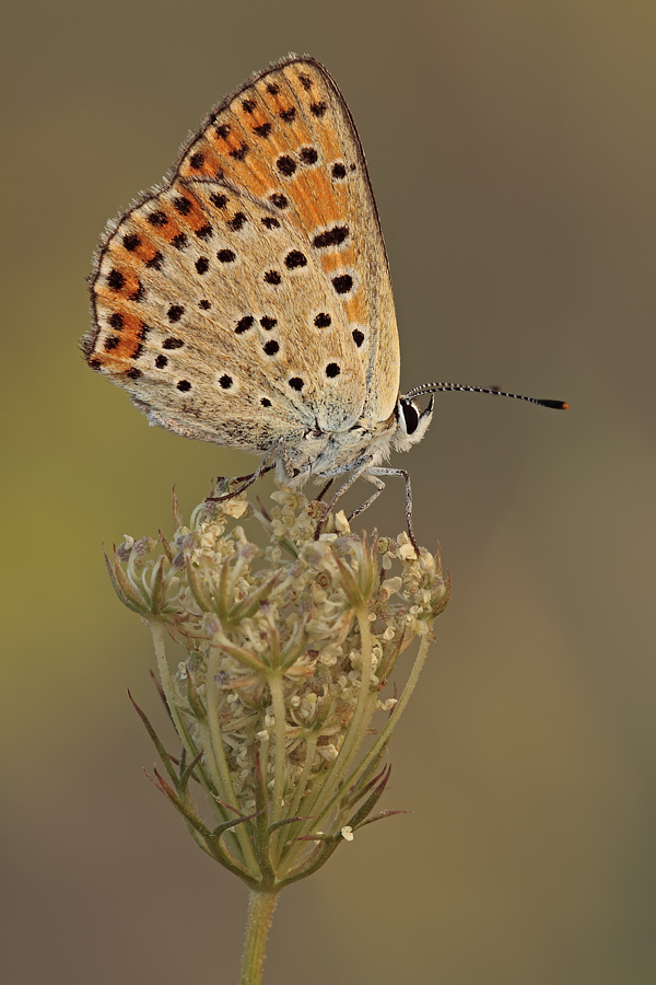 Lycaena tityrus