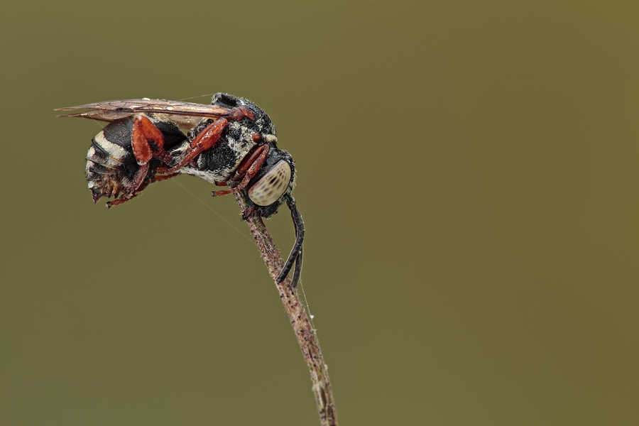 maschio di Epeolus sp.