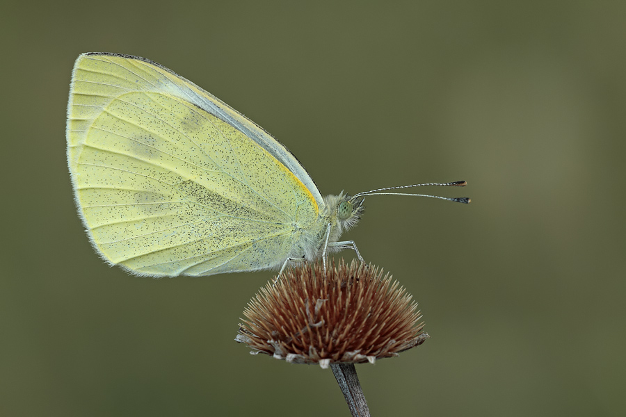 Pieris, ma quale specie???