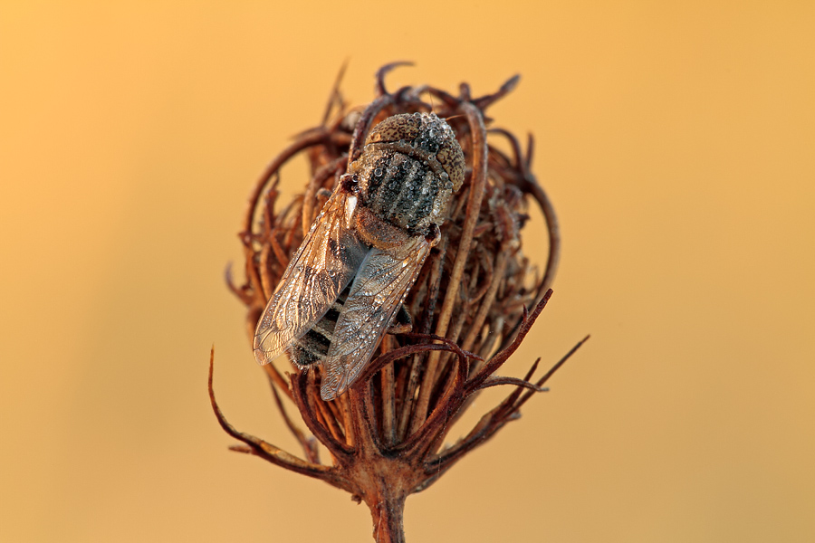 Eristalinus megacephalus