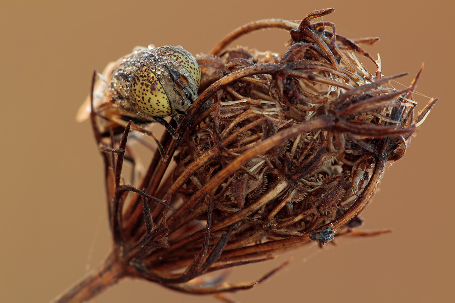 Eristalinus megacephalus