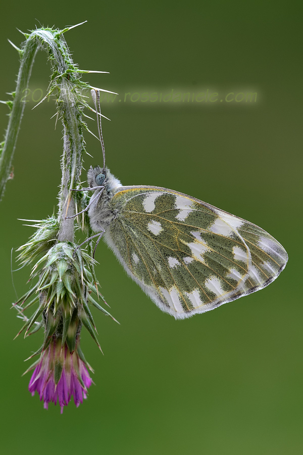 Pontia edusa???