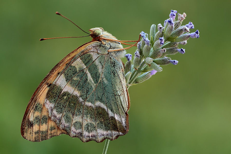 Da identificare... - Argynnis (Argynnis) paphia
