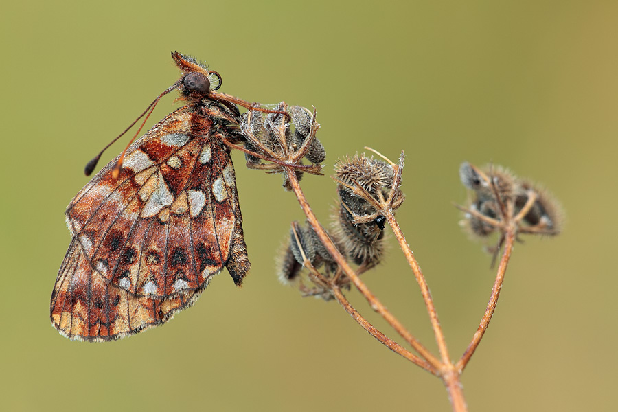 Da ID - Boloria (Clossiana) dia