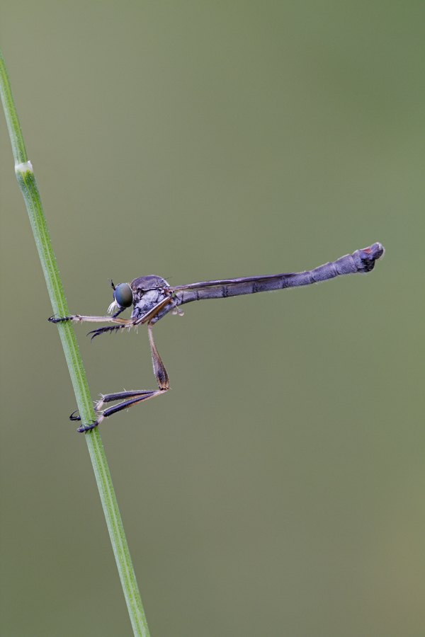 Leptogaster sp (Asilidae)