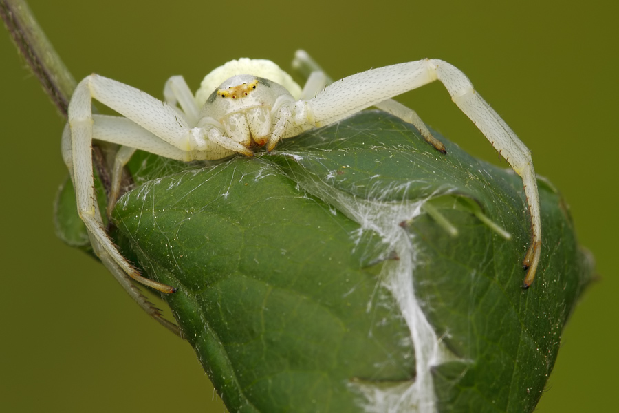 Misumena vatia