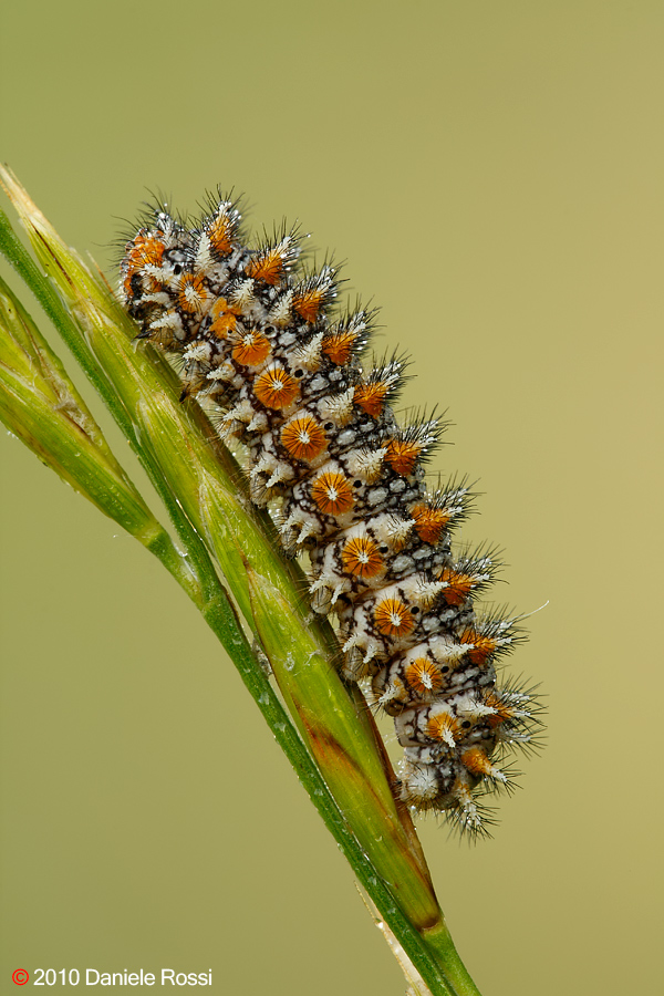 Bruco di Melitaea Didyma?? - S