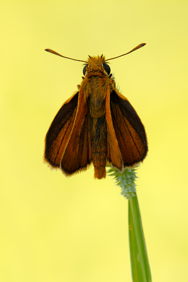 Hesperiidae da identificare!!- Thymelicus acteon ♂