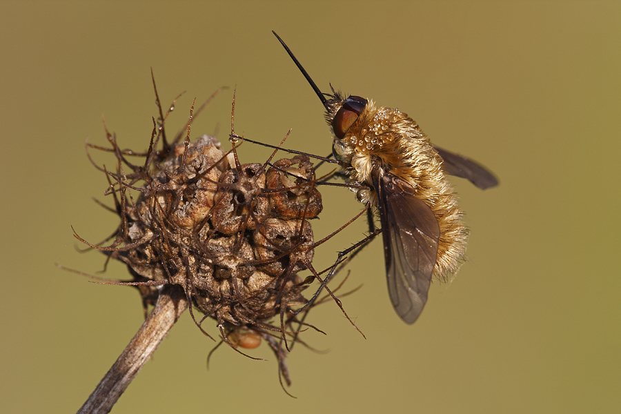 ID Bombyliidae