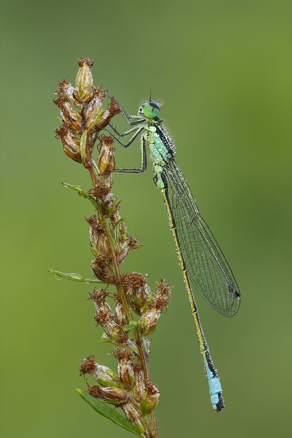 Ischnura elegans??? -  Sì