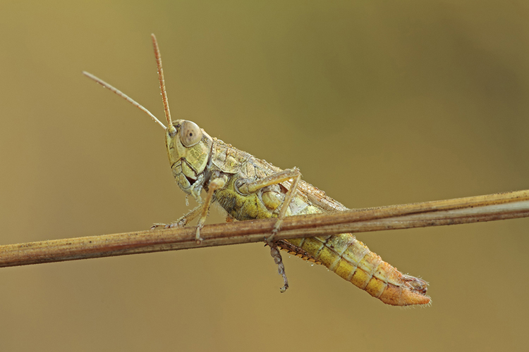 Euchorthippus declivus