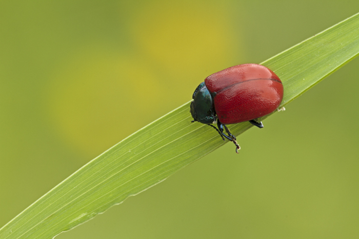 Chrysomela o Chrysolina?