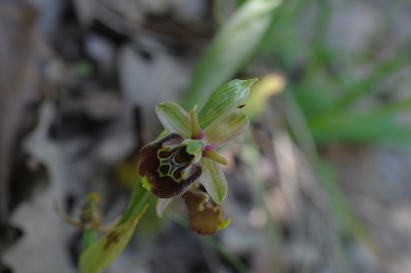 Ophrys holosericea da confermare