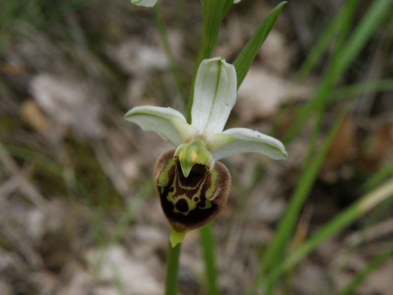 Ophrys holosericea da confermare