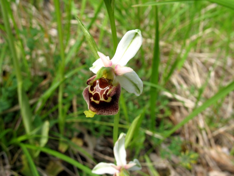 Ophrys holosericea da confermare