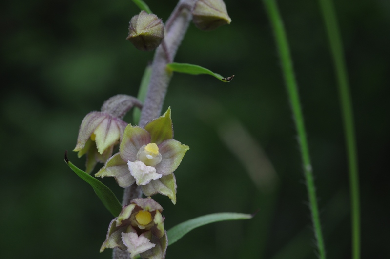 epipactis atrorubens ?