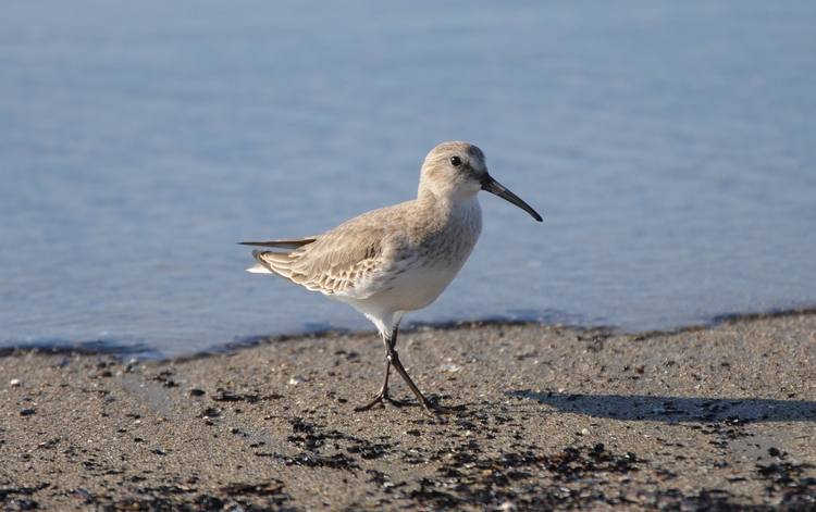 piovanello pancianera - Calidris alpina