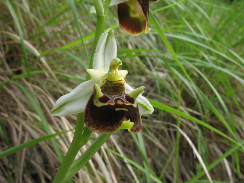 Ophrys holosericea da confermare