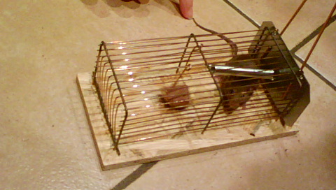 topo in casa