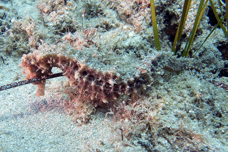 Seahorse from Cyprus - Hippocampus fuscus