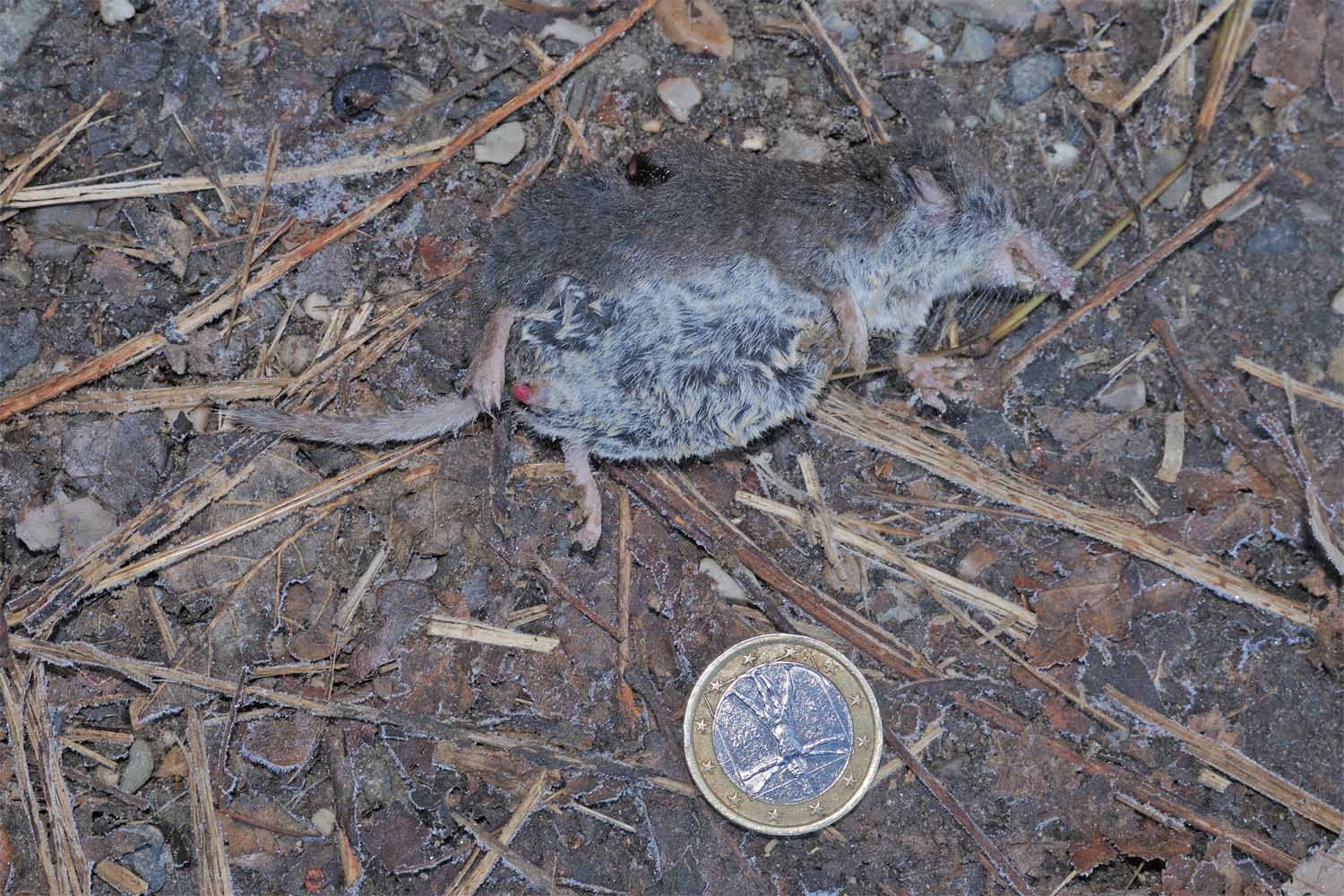 Crocidura leucodon? - Villa D''Adda (BG)