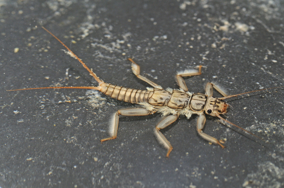Perla cfr. grandis