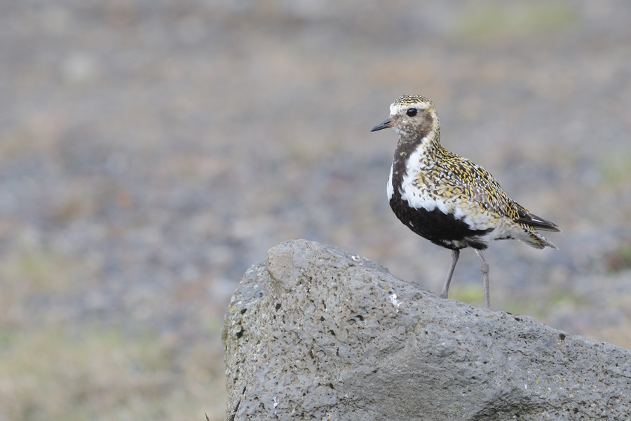 Piviere dorato islandese - Pluvialis apricaria