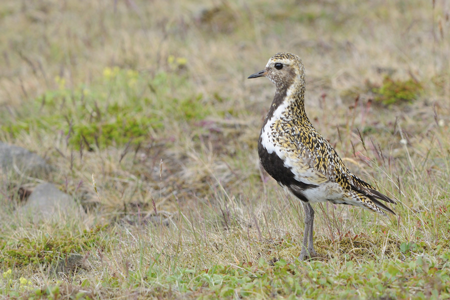 Piviere dorato islandese - Pluvialis apricaria