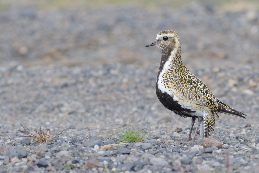 Piviere dorato islandese - Pluvialis apricaria