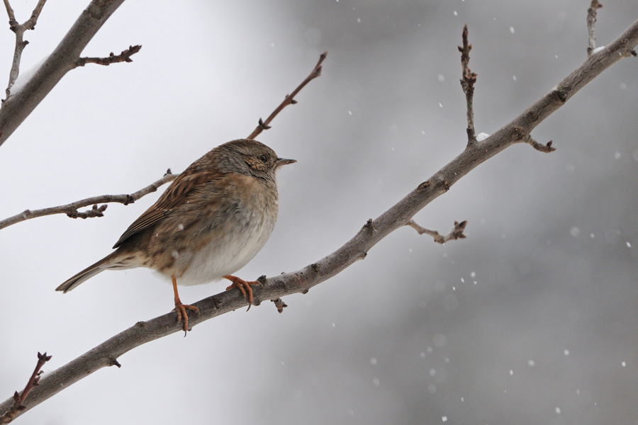 Nevica...