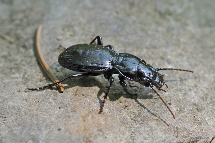 Tanythrix edura