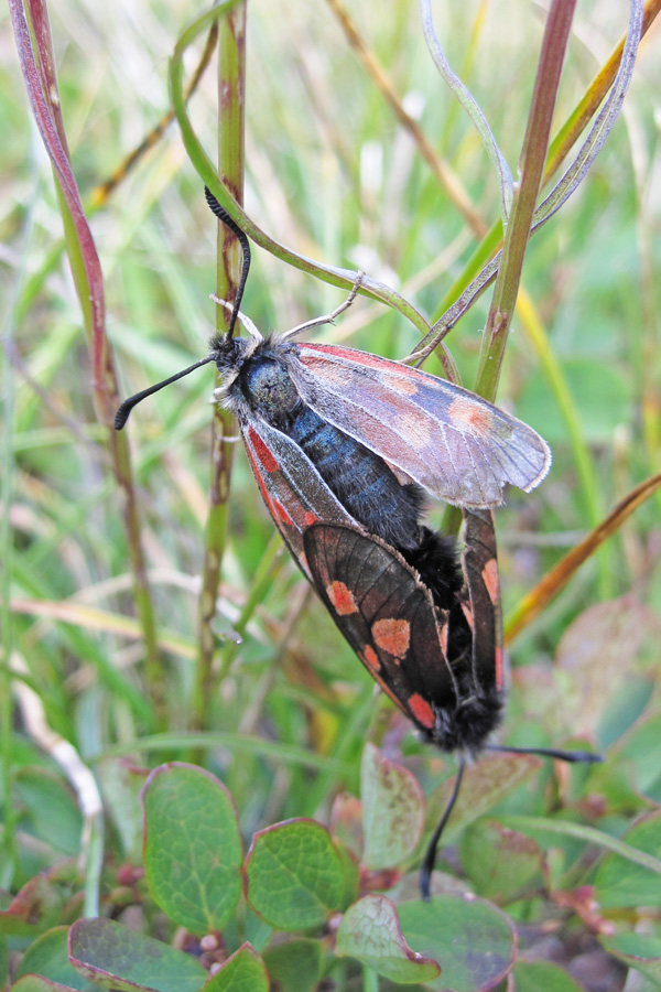 Zygaena exulans
