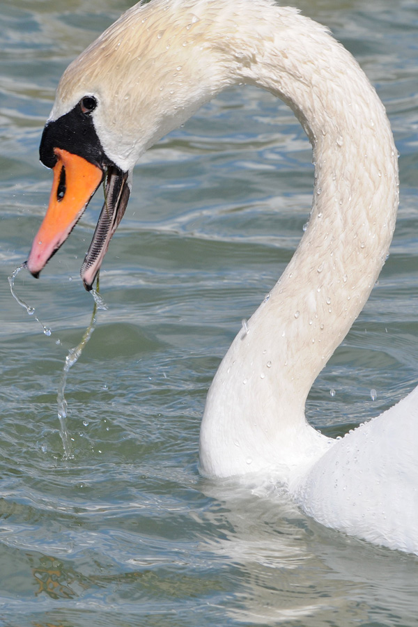 Avifauna humor