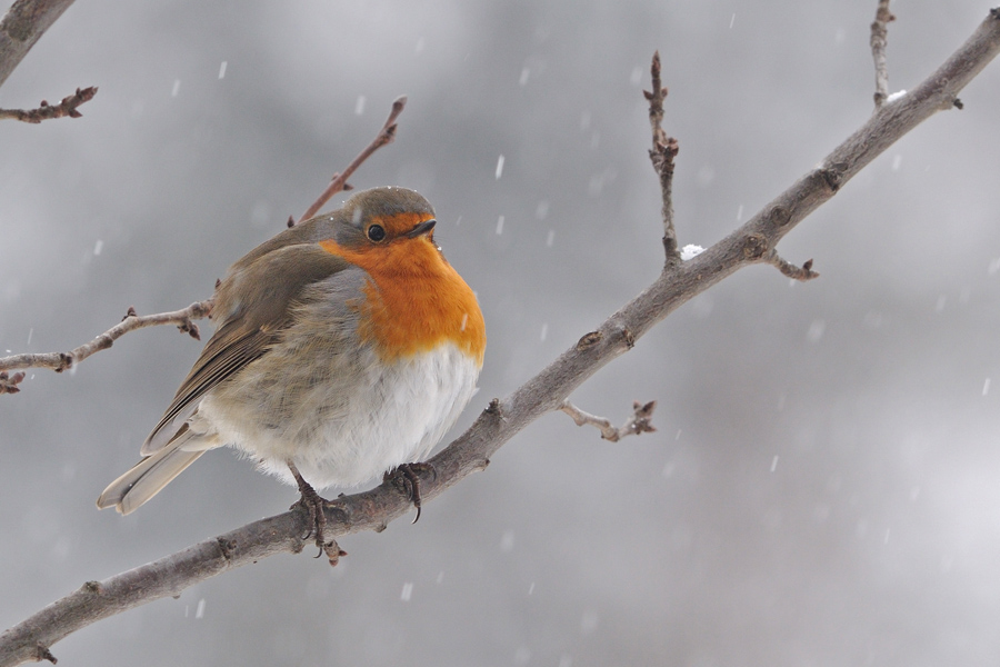 Nevica...